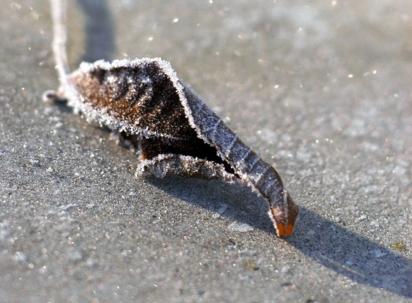Cold Snap